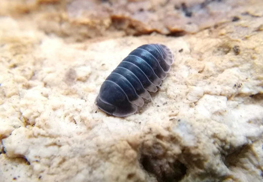 Cubaris sp. 'Black Panda'
