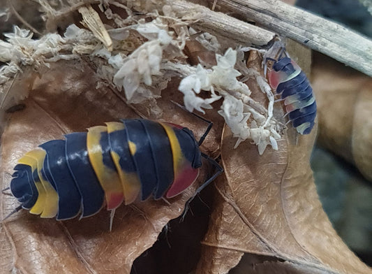 Ardentiella sp. “Tricolor”