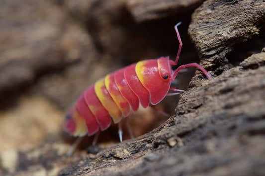 Ardentiella sp. “Scarlet”