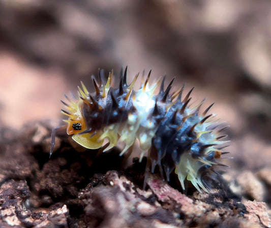 Laureola sp. “White Stripe Spiky”