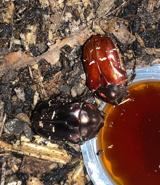 Protaetia formosana