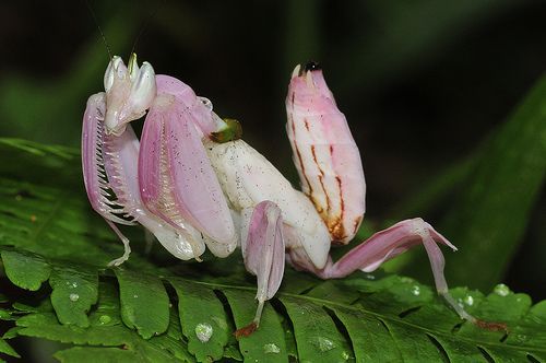 Hymenopus coronatus (Orchid Mantis) – Complete Care & Breeding Guide