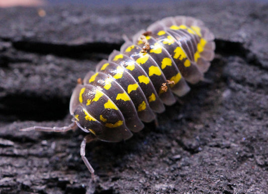 12x Armadillidium gestroi