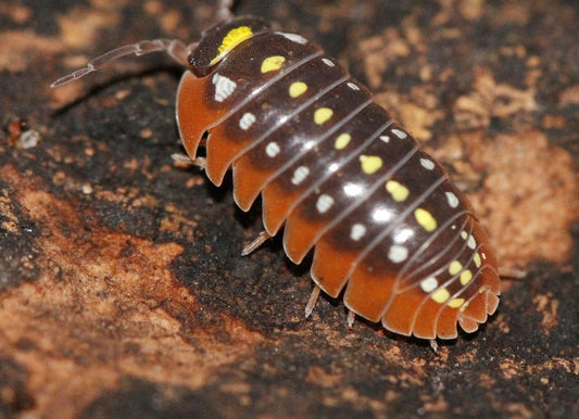 12x Armadillidium klugii 'Montenegro'