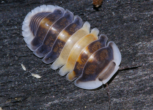 Cubaris sp. 'Cappuccino'