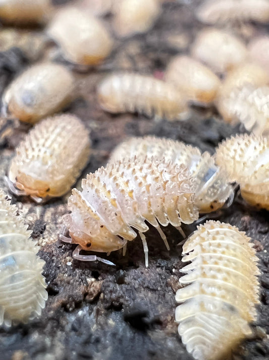 12x Cristarmadillidium muricatum