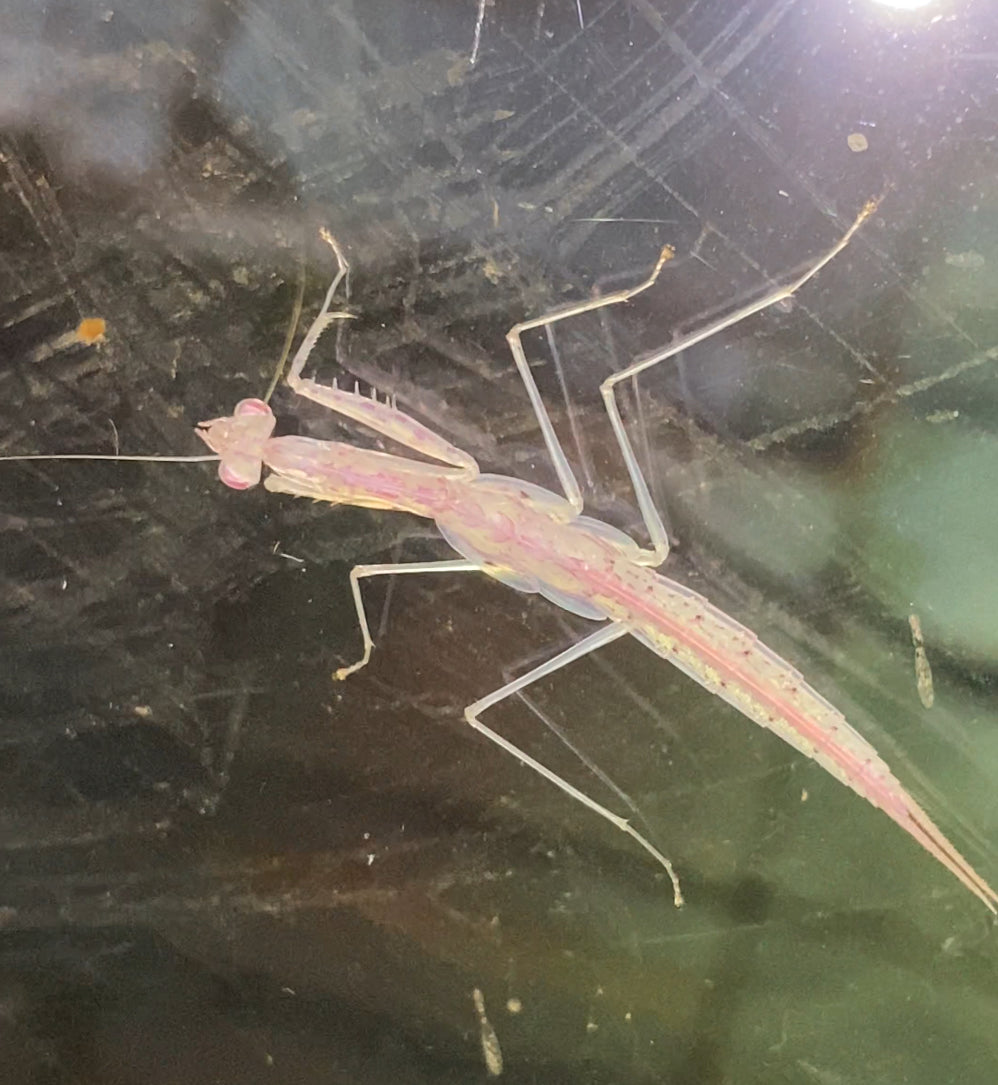 Sinomantis denticulata