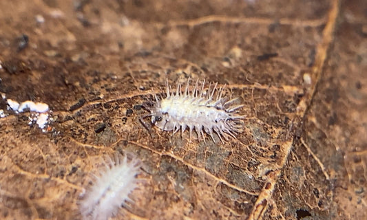 Laureola sp. 'Ivory Spiky'