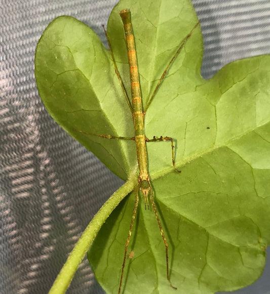 Lobofemora scheirei