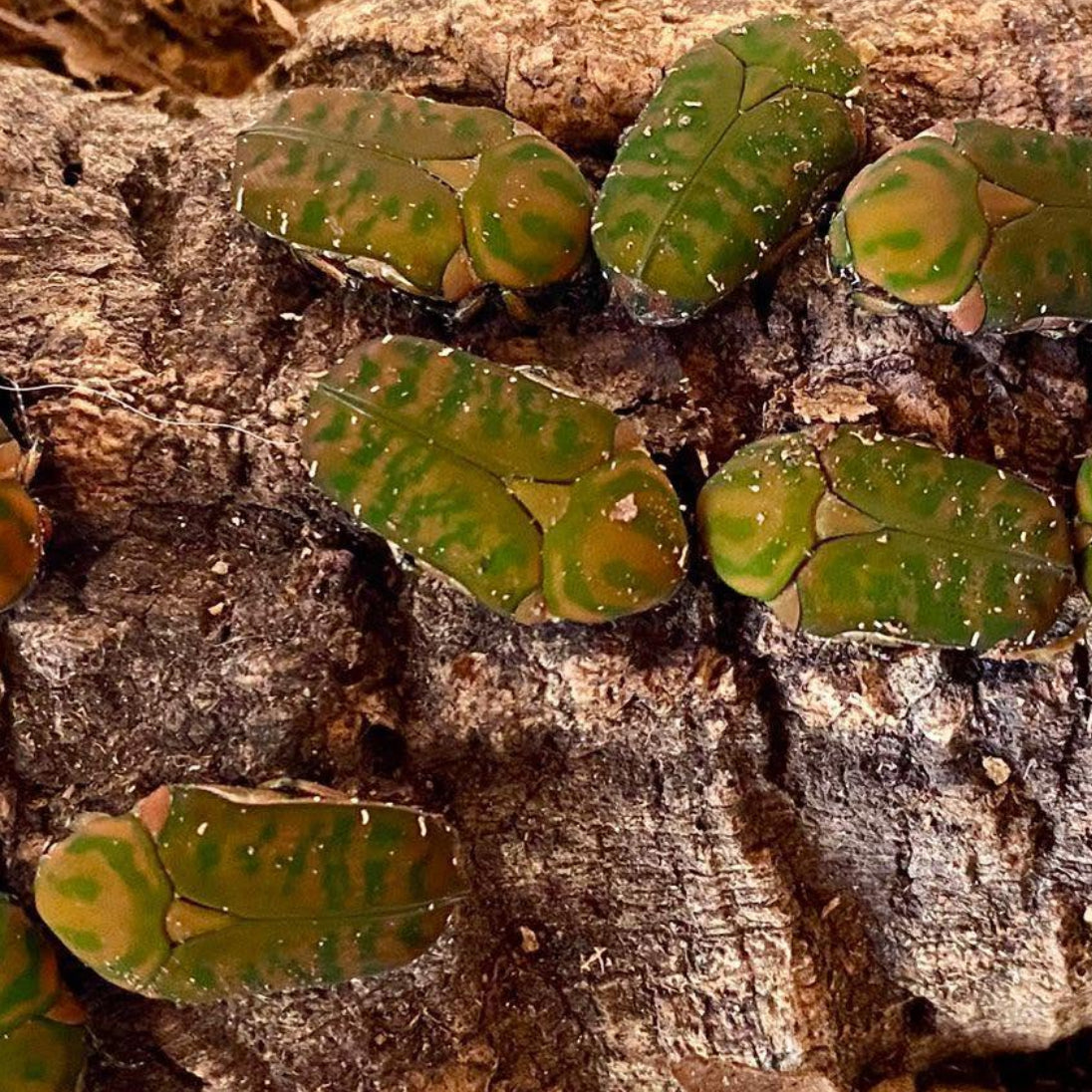 Anelaphinis Breviceps