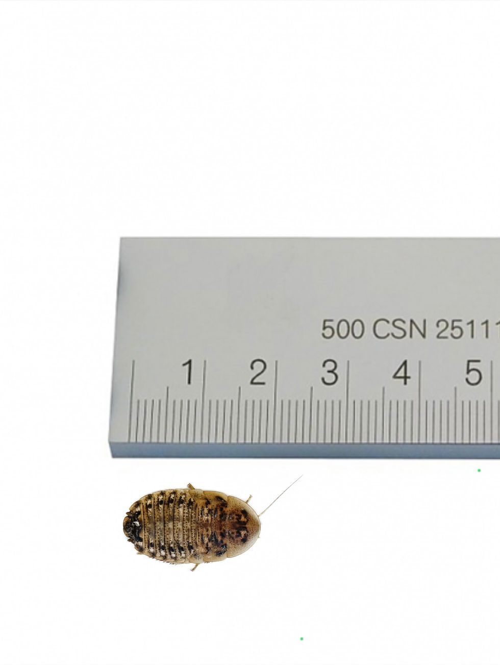 Dubia Roaches