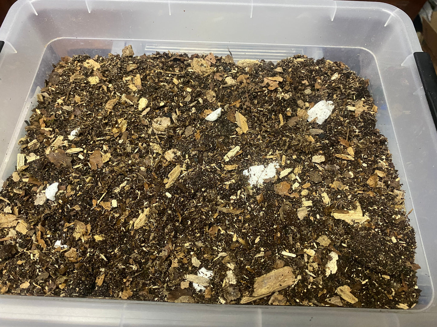Porcellio Soil Mix