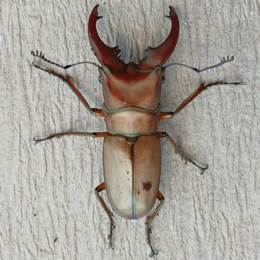 Cyclommatus Mniszechi