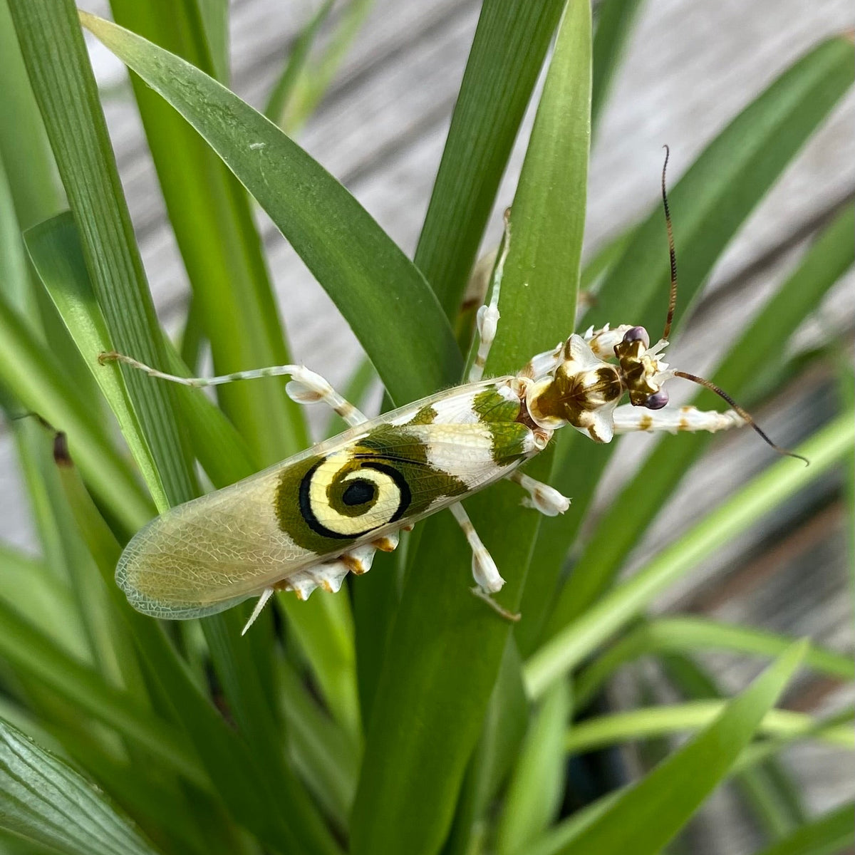 pseudocreobotra wahlbergii