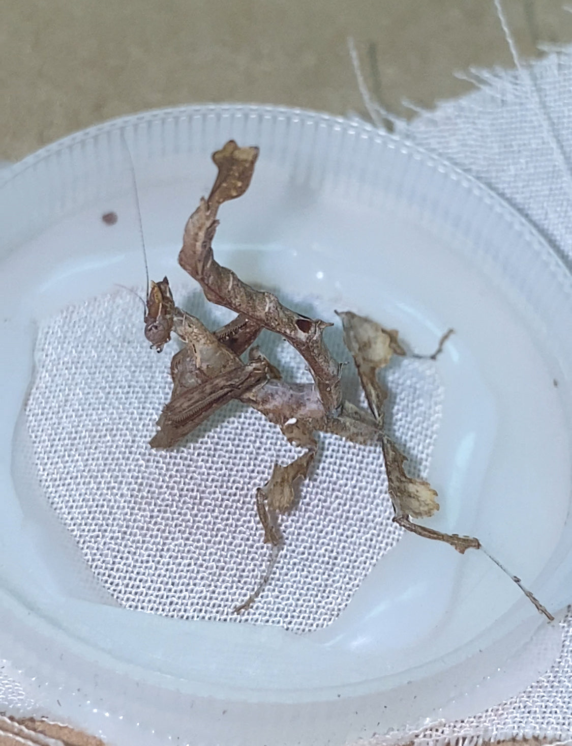 Stenophylla lobivertex