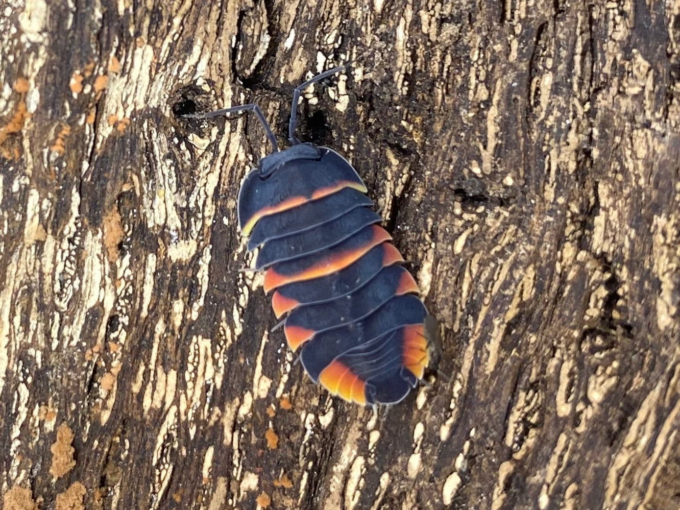 Ardentiella sp. "Ember Bee"