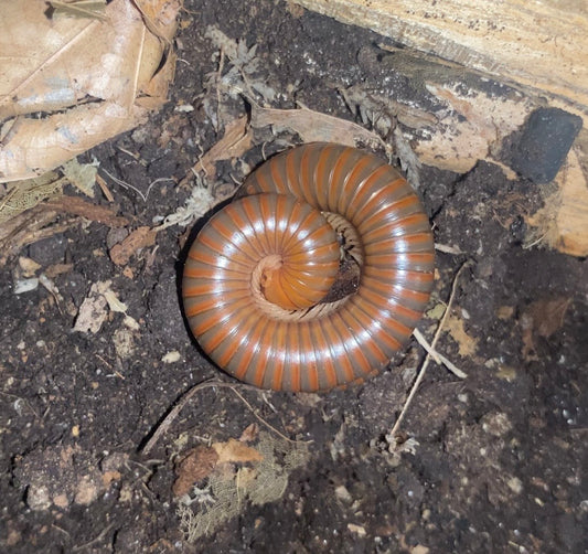 Spirostreptus sp. 1 'Tanzania'