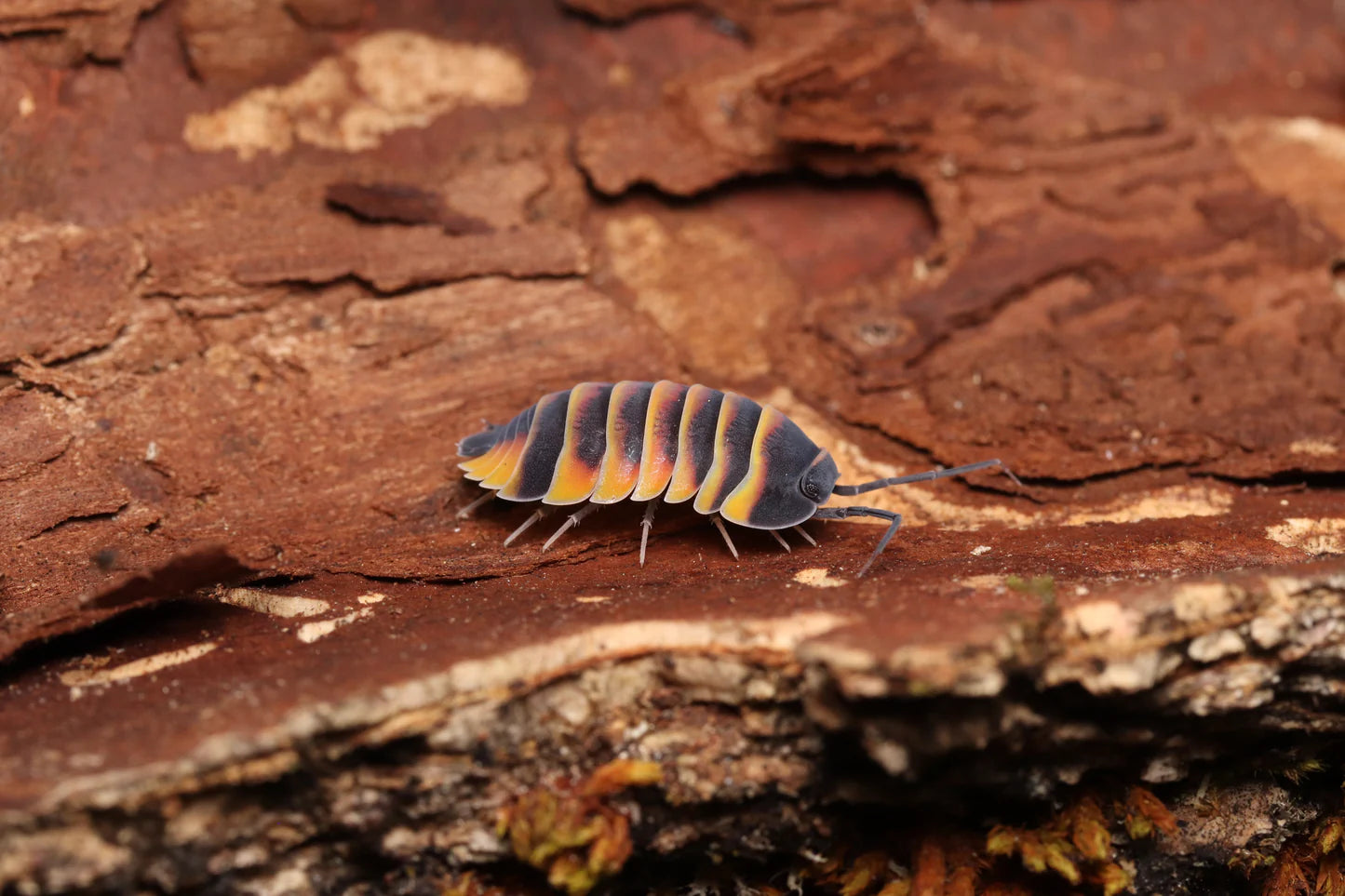 Ardentiella sp. "Ember Bee"