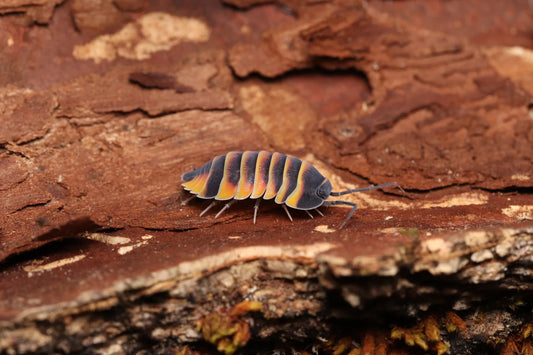 Ardentiella sp. "Ember Bee"