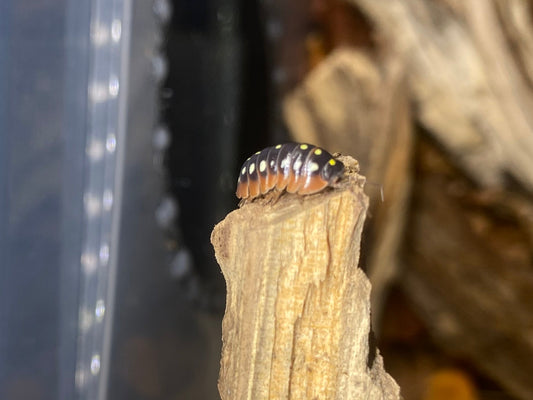 Armadillidium klugii 'Montenegro'