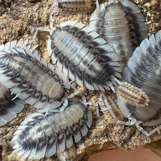 Porcellio werneri “Silverback”