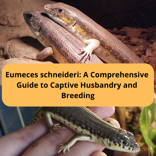 Eumeces schneideri Care & Breeding Guide 2025
