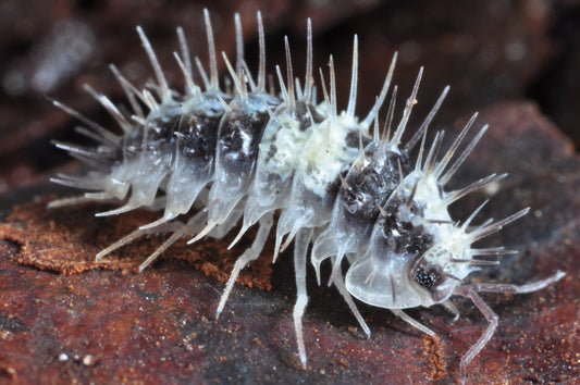 Laureola sp. “White Skull”