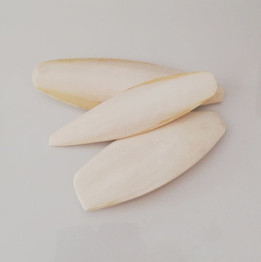 Sepia - cuttlefish bone
