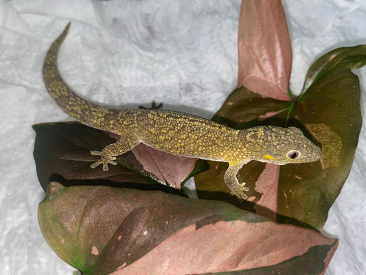 Eurydactylodes Care & Breeding Guide Complete Husbandry, Breeding, and Natural History