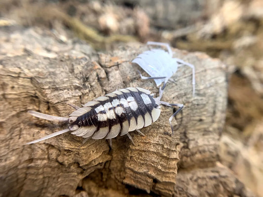 Porcellio expansus
