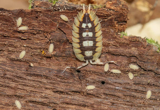 12x Porcellio expansus 'Orange' Loc. 'Tortosa'
