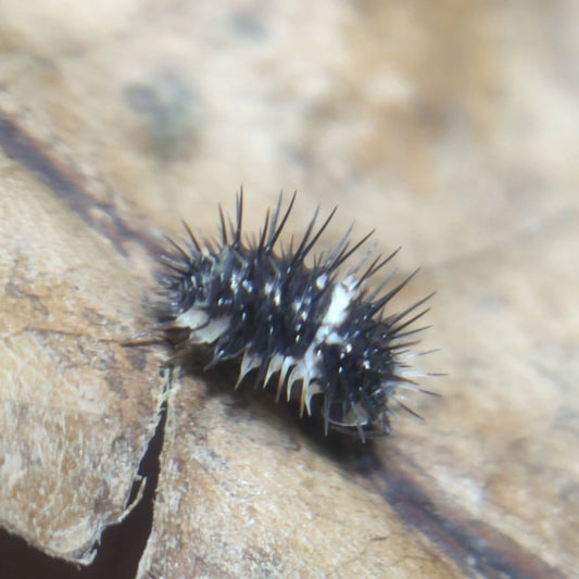 Laureola sp. “Black Panda”