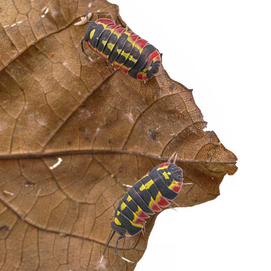 Ardentiella sp. “Red Diablo”