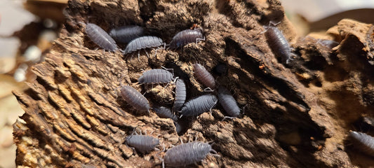 Porcellionides pruinosus 'Vietnam'