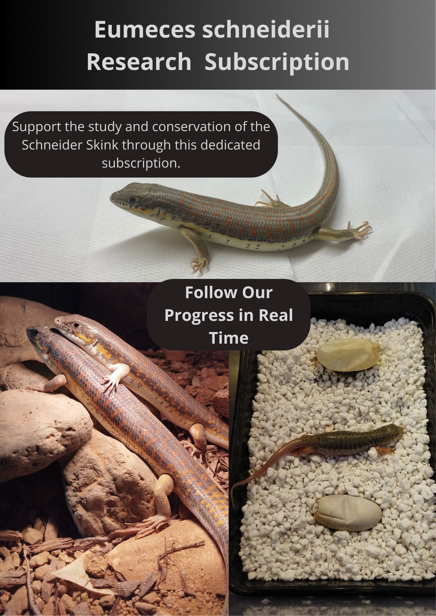 Eumeces schneiderii - Research - Subscription