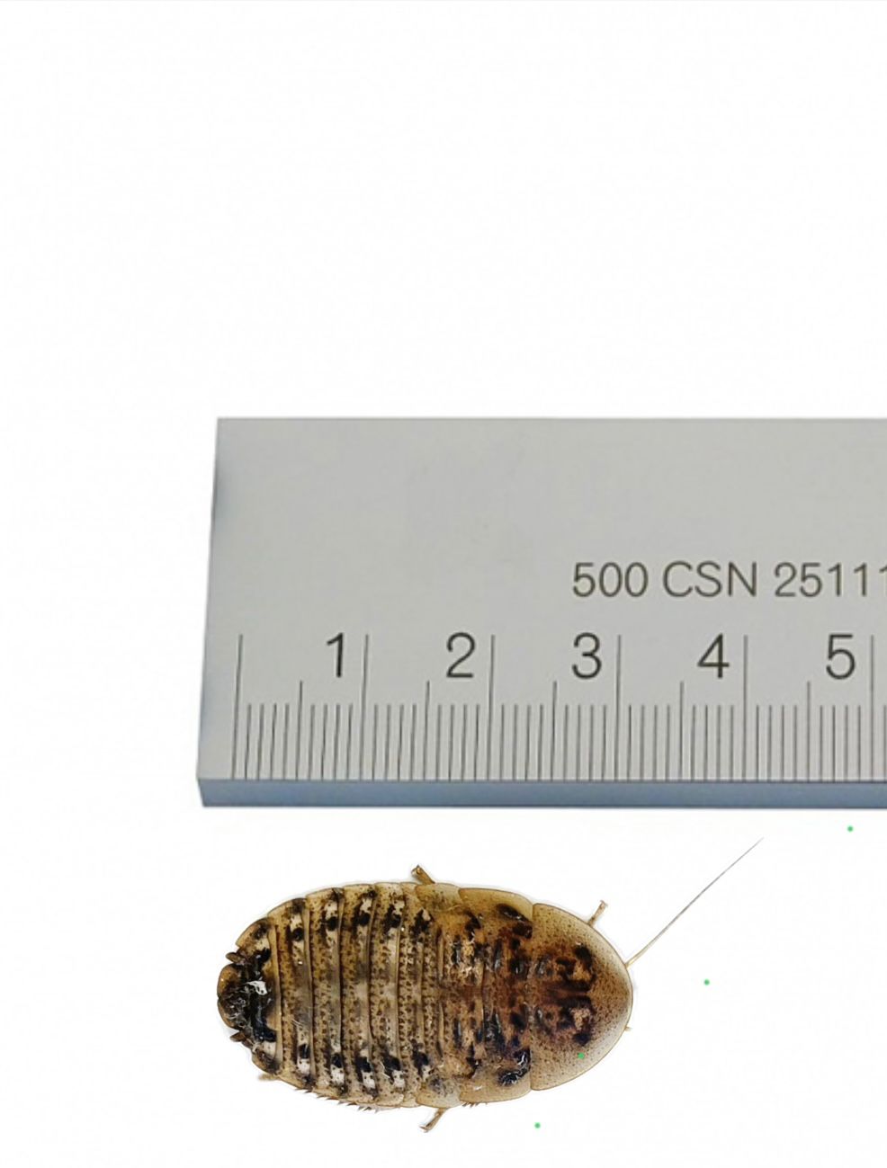 Dubia Roaches