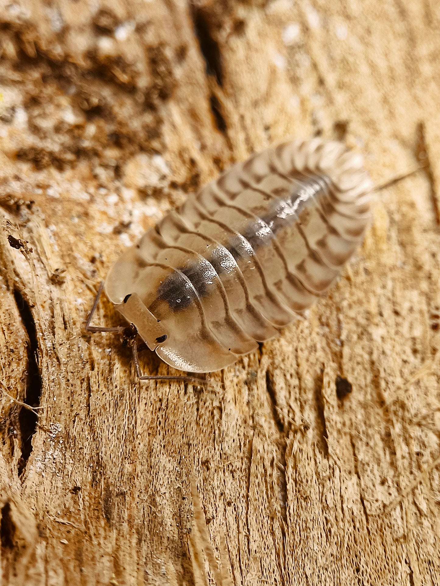 Troglodillo sp. 'Glass Skeleton'