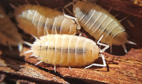 12x Porcellionides pruinosus 'Lemon'