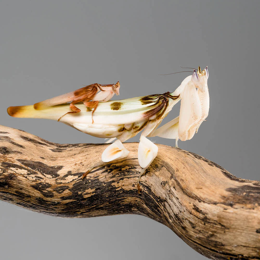 Hymenopus coronatus
