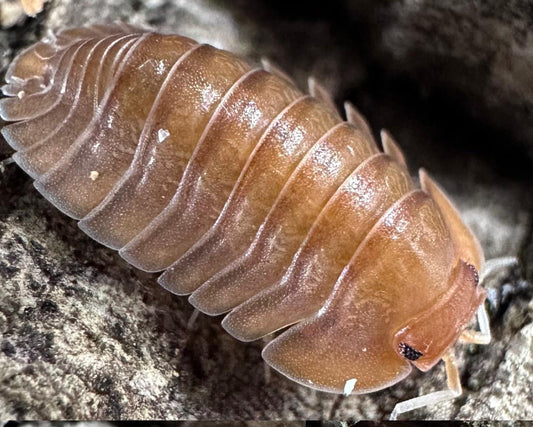 Troglodillo sp. 'Sunset'