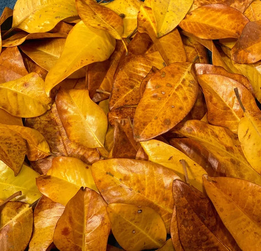 Dried Magnolia Leaves