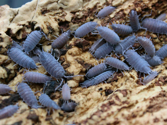 Porcellionides pruinosus 'Powder Blue'