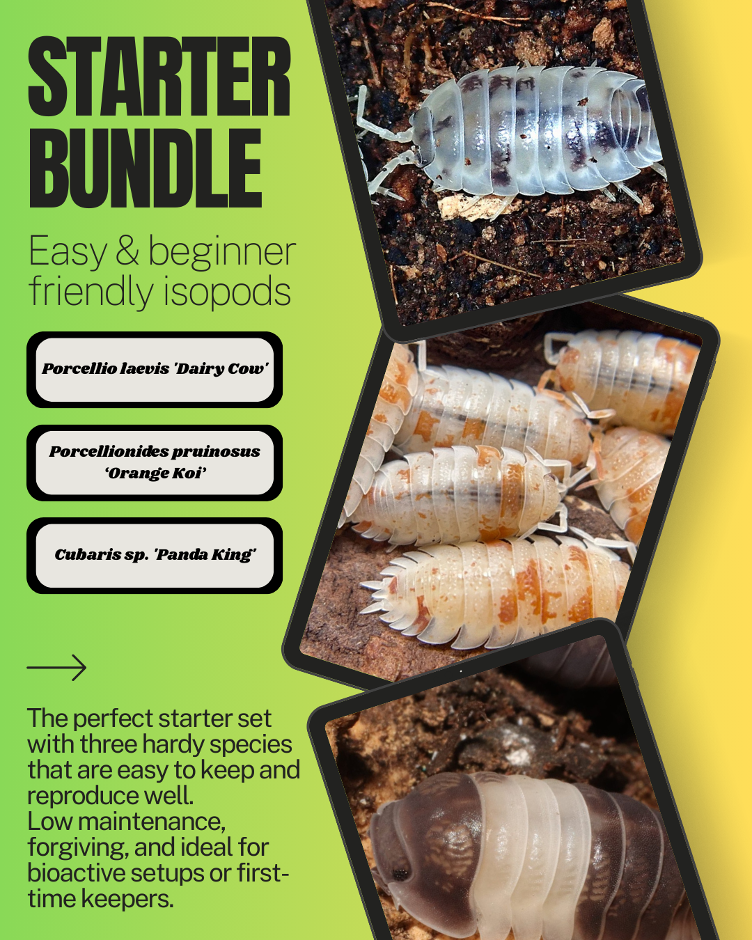 Isopod Bundles – Starter, Intermediate & Expert