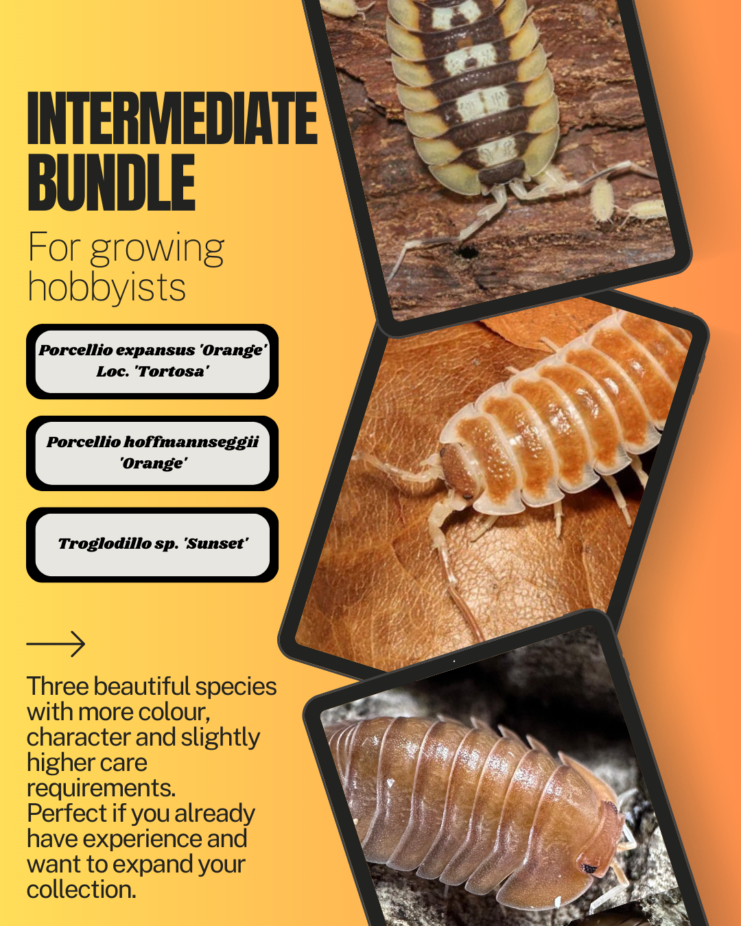 Isopod Bundles – Starter, Intermediate & Expert