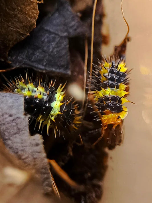 Laureola sp. 'Lemon'