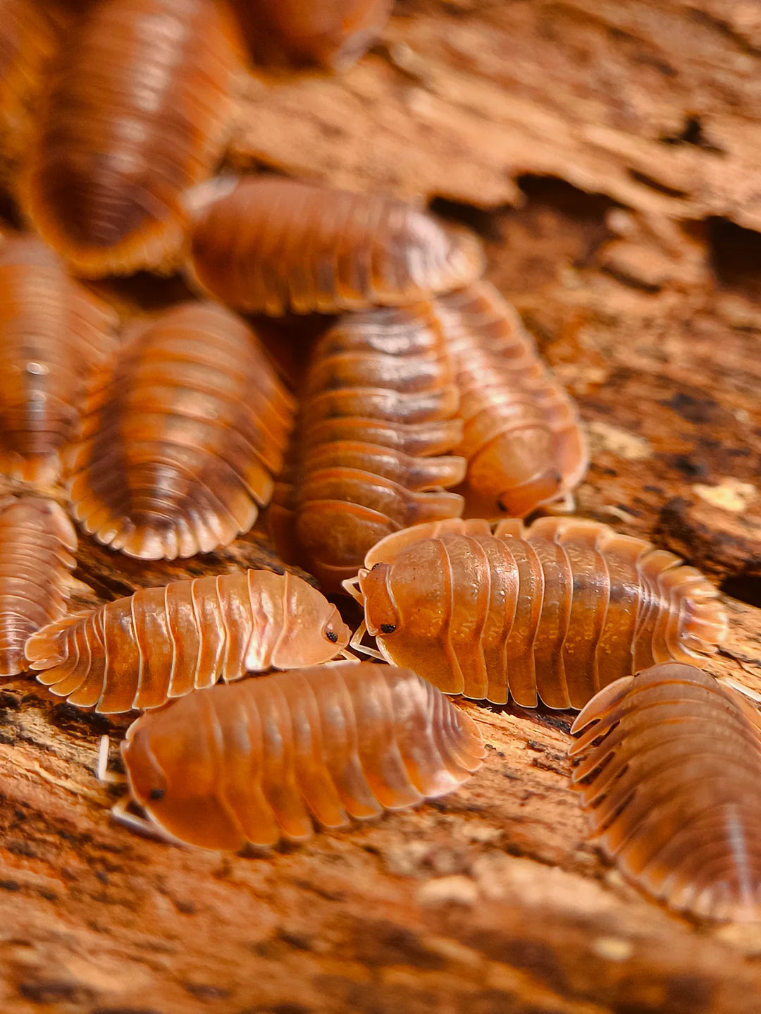 Troglodillo sp. 'vex'