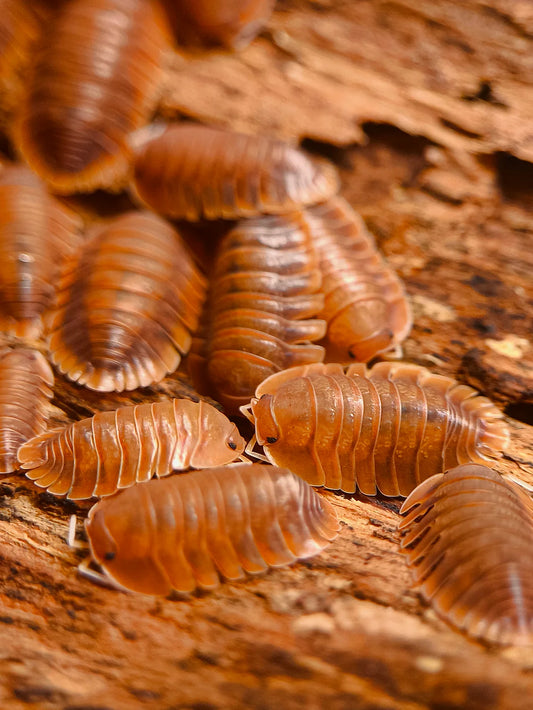 Troglodillo sp. 'vex'