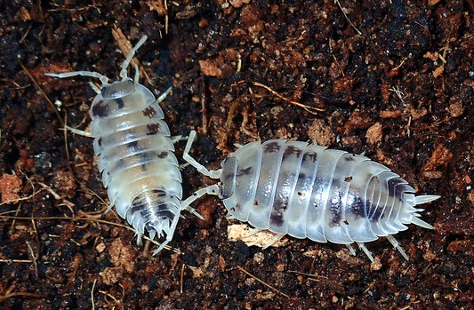 12x Porcellio laevis 'Dairy Cow'