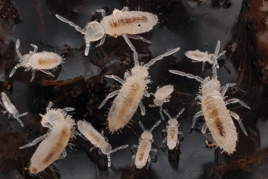 Springtail Culture - collembola