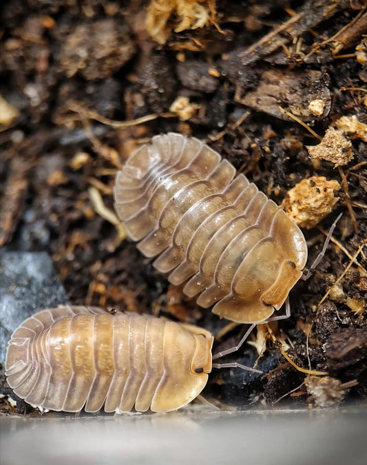 Troglodillo sp. 'Porcelain'